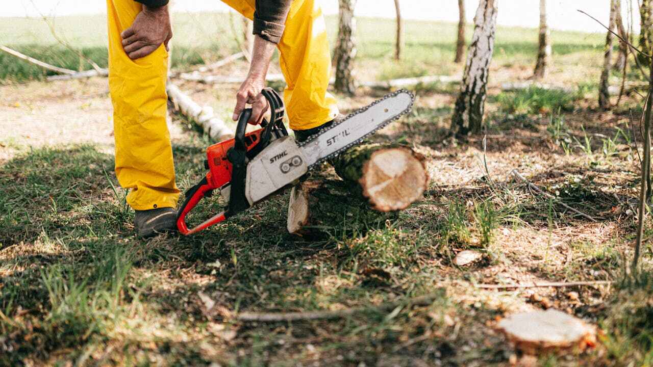 Best Professional Tree Care  in Soddy Daisy, TN